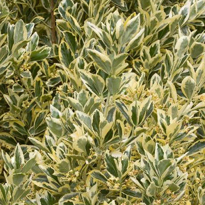 Euonymous 'Silver King' - Silver King Euonymus - 5 Gallon