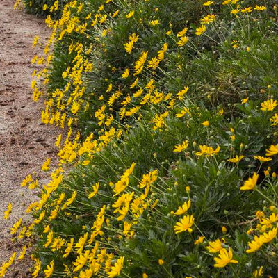 Euryops pectinatus 'Viridis' - Green-Leaved Euryops - 5 Gallon