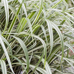 Miscanthus sin. 'Cabaret' - Cabaret Japanese Silver Grass - 2 Gallon
