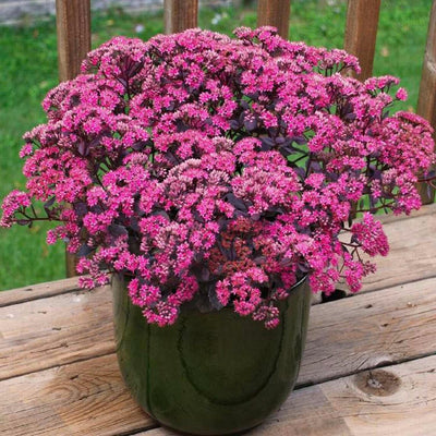 Sedum'® PP Dazzleberry'® PP - Dazzleberry Sedum - 1 Gallon