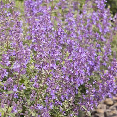 Nepeta 'Walker's Low' - Walker's Low Catmint - 1 Gallon