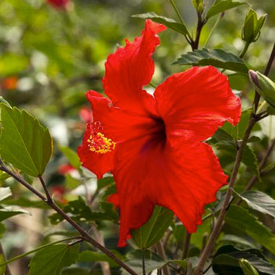 Hibiscus rosa-s. 'Brilliant' - Brilliant Hibiscus - 1 Gallon