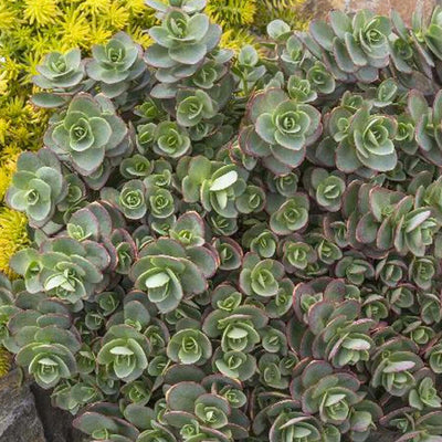 Sedum 'Sparkler Lime Zinger'® PP - Lime Zinger Stonecrop - 1 Gallon