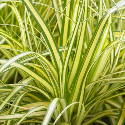 Carex 'Everoro'® PP - Everoro Sedge - 1 Gallon