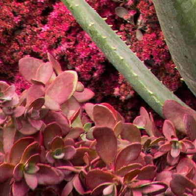Sedum 'Fire Cracker'® PP - Fire Cracker Sedum - 1 Gallon