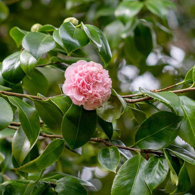 Camellia Japonica 'Debutante' - Debutante Camellia - 2 Gallon