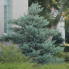 Podocarpus 'Icee Blue'® - Icee Blue Yellow-Wood - 10 Gallon
