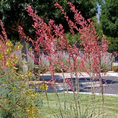 Hesperaloe p. 'Straight Up Red' PP - Straight Up Red Texas Yucca - 2 Gallon