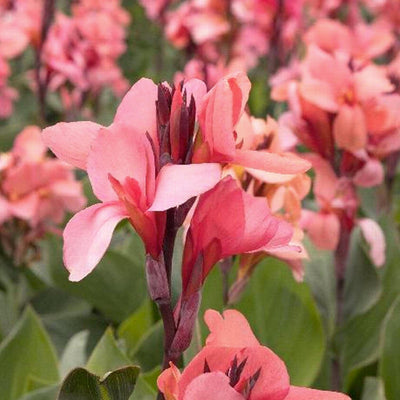 Canna 'Mango'® - Mango Canna Lily - 1 Gallon