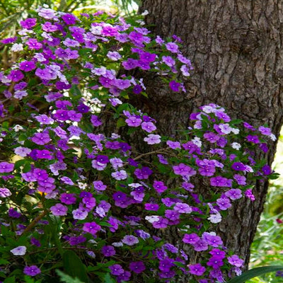 Brunfelsia pauc. 'Floribunda' - Yesterday - Today - Tomorrow - 2 Gallon