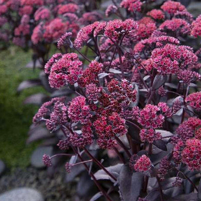 Sedum 'Chocolate Fountain' PP - Chocolate Fountain Sedum - 1 Gallon