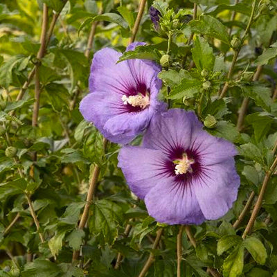 Hibiscus s. 'Chateau Versaille'® PP - Chateaude Versailles Rose of Sharon - 2 Ga