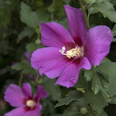 Hibiscus s. 'Chateau Ambroise'® PP - Chateau Amboise Rose of Sharon - 2 Gallon