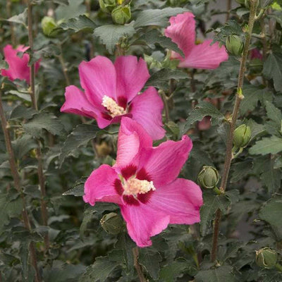 Hibiscus s. 'Chateau Chambord'® PPAF - Chateau Chambord Rose of Sharon - 2 Gallo