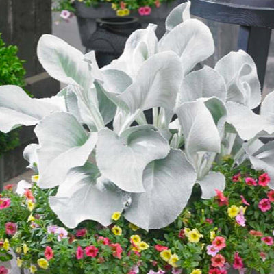 Senecio 'Angel Wings' PP - Angel Wings Senecio - 1 Gallon