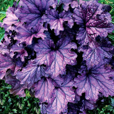 Heuchera 'Forever Purple'® PP - Forever Purple Coral Bells - 1 Gallon