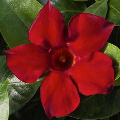 Mandevilla 'Deep Red'™ - Madinia Deep Red Mandevilla™ - Petite™ - 5 Inch