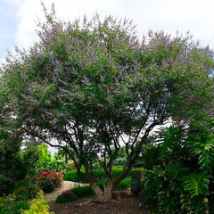 Vitex agnus-castus - Chaste Tree - 2 Gallon