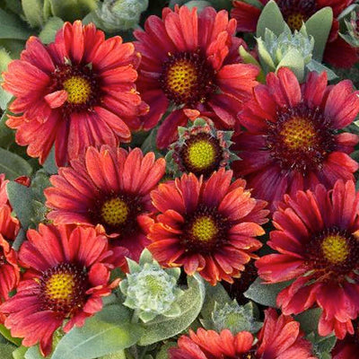 Gaillardia 'Red'™ - Red Blanket Flower - 1 Gallon