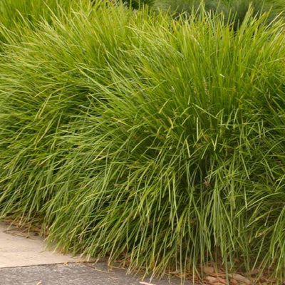 Lomandra 'Lime'™ - Lime Lomandra™ - 1 Gallon