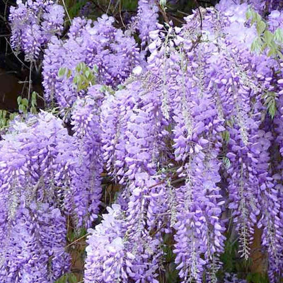Wisteria 'Ykoyama' - Ykoyama Wisteria - 5 Gallon