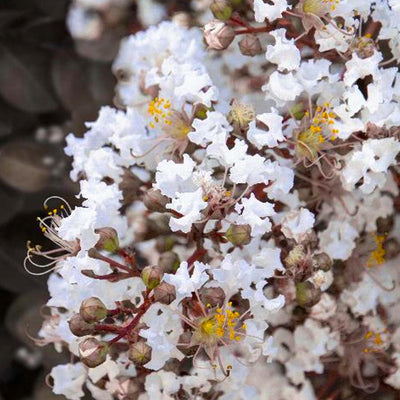 Lagerstroemia 'Summer Grape'™ - Summerlasting Coconut Crape Myrtle - Patio Tree