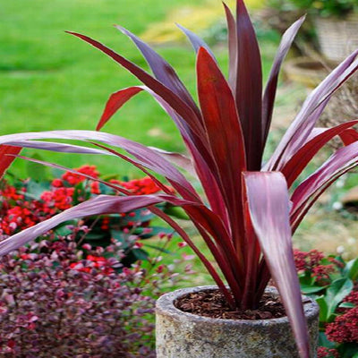Cordyline 'Superstar' PP - Superstar Cordyline - 2 Gallon
