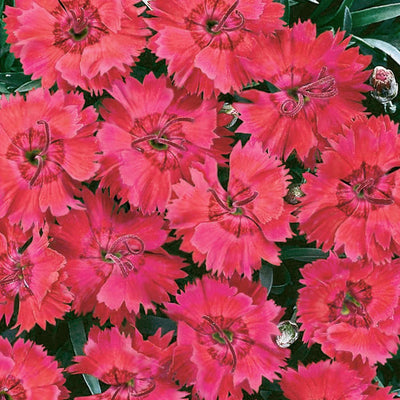 Dianthus 'Single Star Fire'™ PP - Star Single Fire Star Dianthus