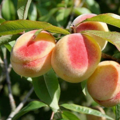 Honey Babe Miniature Peach - 7 Gallon
