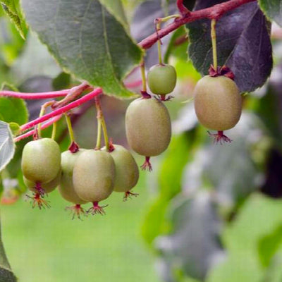 Kiwi 'Magic Arguta'® - Kiwi Fruit - 5 Gallon