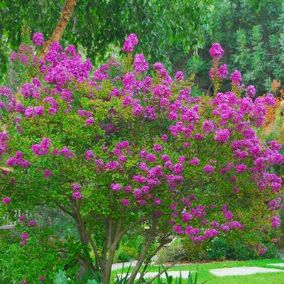 Lagerstroemia 'Zuni' - Zuni Crape Myrtle - 5 Gallon