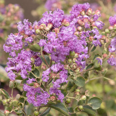 Lagerstroemia Indica 'Catawba' - Catawba Crape Myrtle - 5 Gallon
