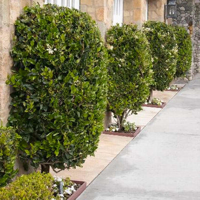 Ligustrum texanum - Waxleaf Privet - 7 Gallon