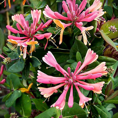 Lonicera 'Goldflame' - Goldflame Honeysuckle - 1 Gallon