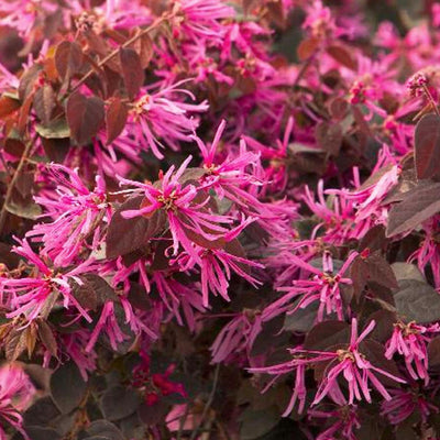 Loropetalum 'Sizzling Pink' - Sizzling Pink Fringe Flower - 1 Gallon
