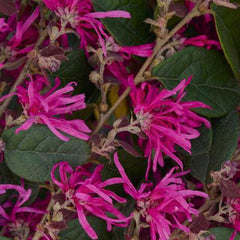 Loropetalum 'Razzleberri'® - Razzleberri Fringe Flower - 5 Gallon