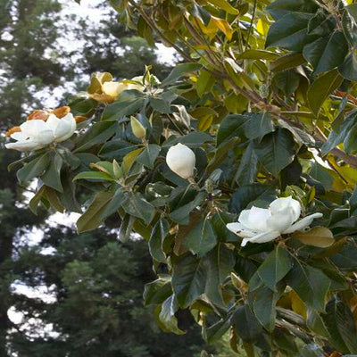 Magnolia grandiflora - Majestic Beauty® Southern Magnolia - 5 Gallon