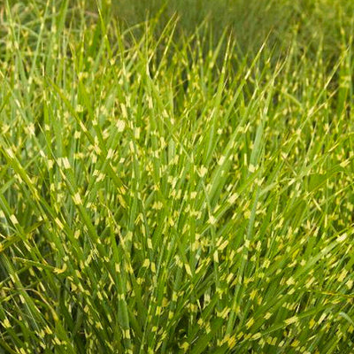 Miscanthus sin. 'Strictus' - Variegated Maiden Grass - 1 Gallon