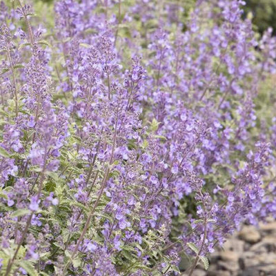Nepeta 'Walker's Low' - Walker's Low Catmint - 1 Gallon