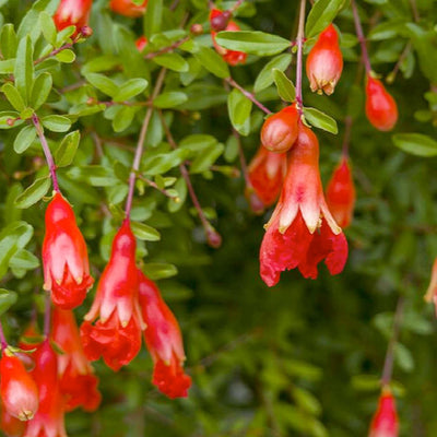 Pomegranite 'Nana' - Dwarf Pomegranate - 2 Gallon