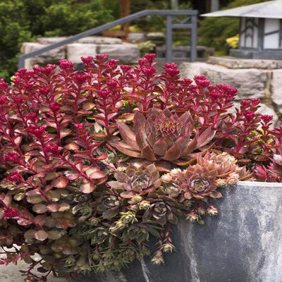 Sedum 'Bronze Carpet' - Bronze Carpet Sedum - 1 Gallon