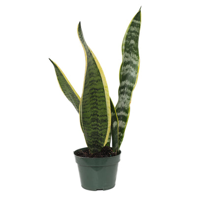 Sansevieria laurentii - Snake Plant - 4" POT