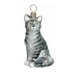 Shorthair Gray Cat
