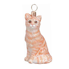 Shorthair Tabby Cat