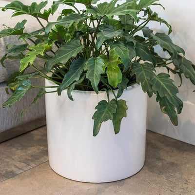 White Matte Cylinder Pot - 10in