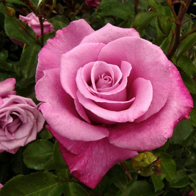 Fragrant Plum - 5 Gallon