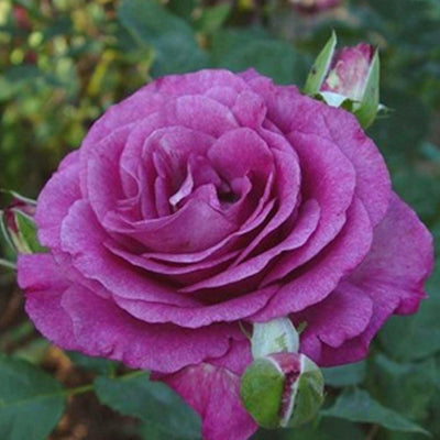 Melody Parfume - 5 Gallon