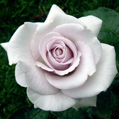 Stainless Steel - 5 Gallon