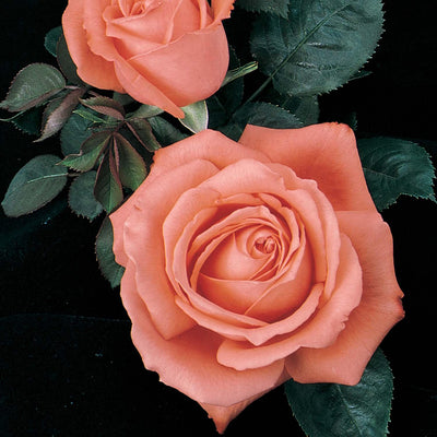 Tropicana - 5 Gallon