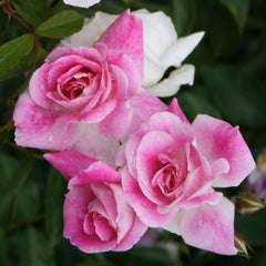 Brilliant Pink Iceberg - 36